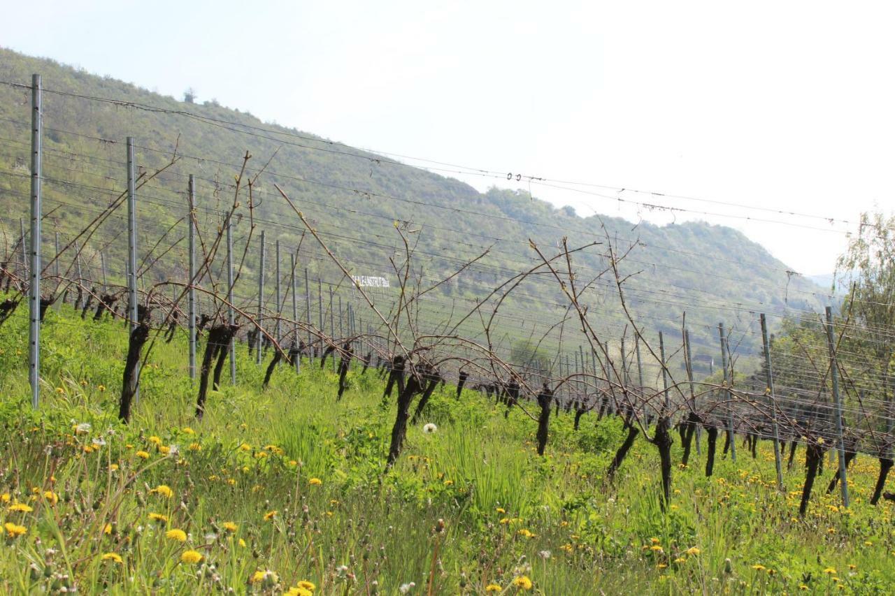 Ferienwohnung Weingut Kloster Pforta 萨勒河畔瑙姆堡 外观 照片